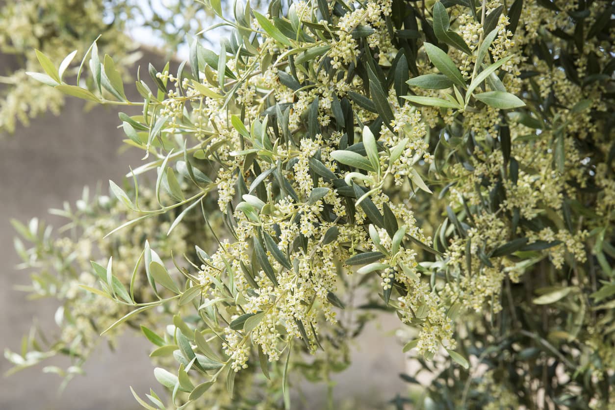 Curiosidades de la flor del olivo que no conoces